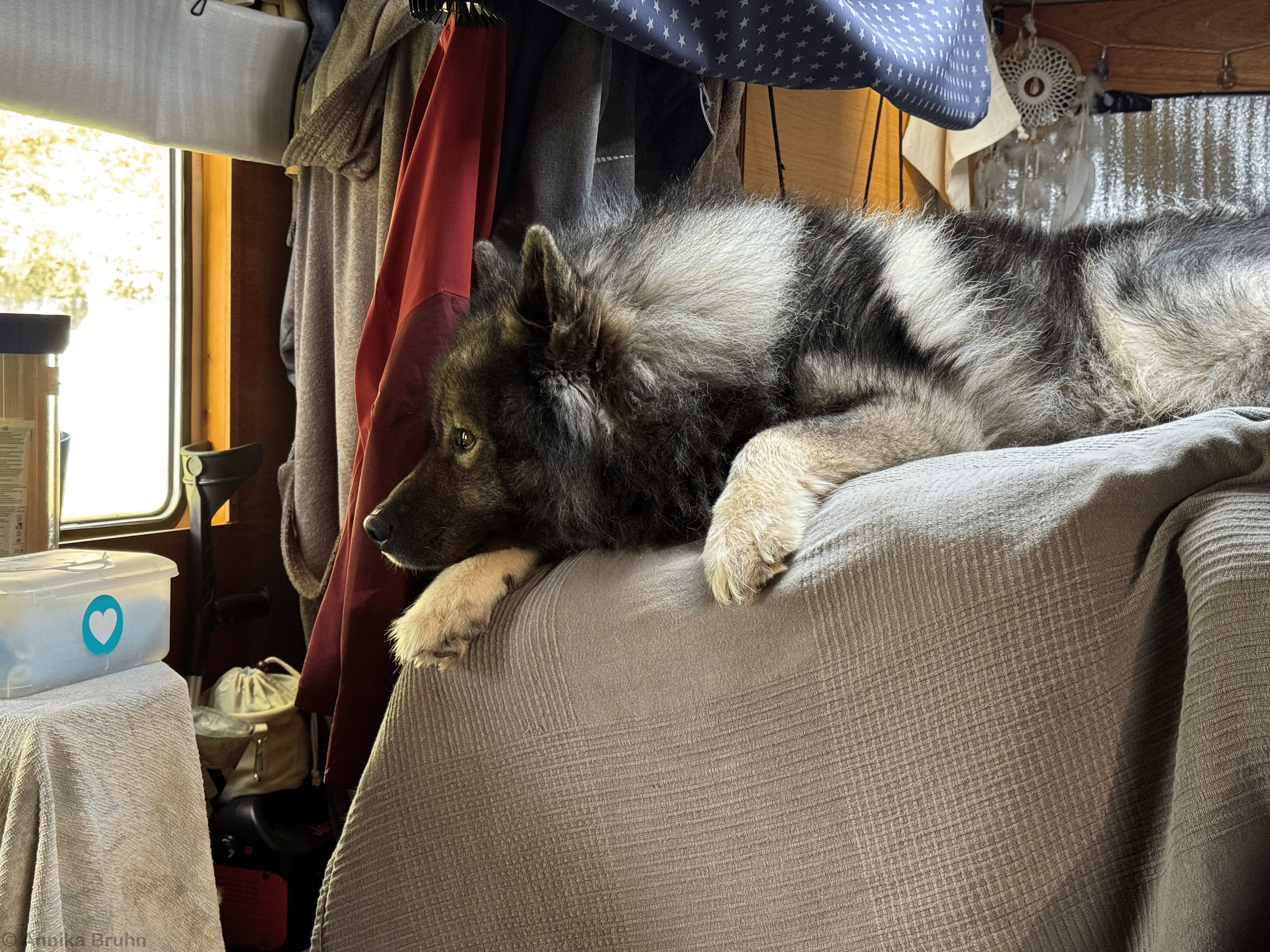 Anscheinend sein neuer Lieblingsplatz